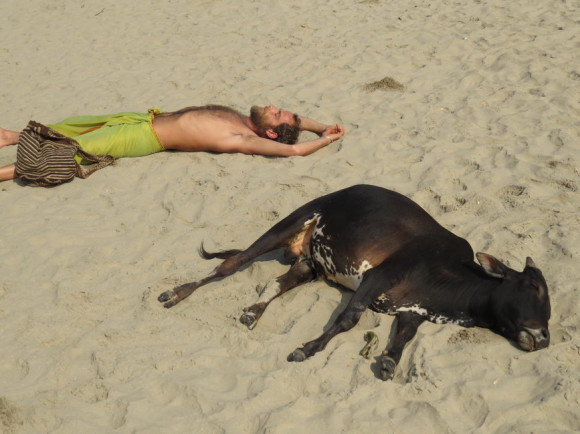 Корова на пляже Кудл Бич